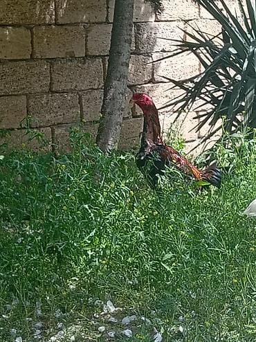 ari satilir: Toyuq, Damazlıq — 1