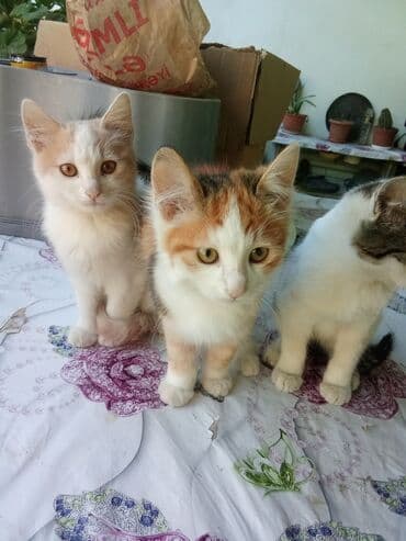 pulsuz verilir: Britan, Dişi, Yaxşı əllərə, Ödənişli çatdırılma, Ünvandan götürmə, Pulsuz çatdırılma — 3