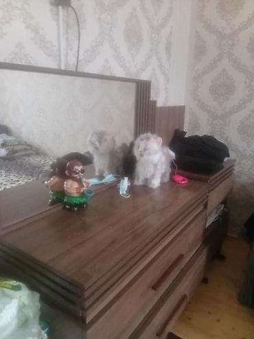 metlax satilir: Tecili satilir 370 azn elaqe vatsap unvan bine — 1