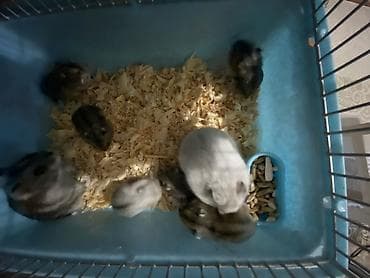 yem qabı: Dwarf hamsterlər – ev heyvanı - Cırtdan/dwarf hamsterlər (bir neçə — 3