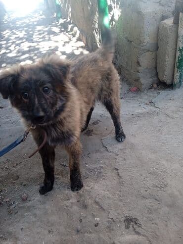 İtlər: Məhsul: Gözəl balaca it (küncük) Xüsusiyyətlər: - Cins: zvanokla — 1