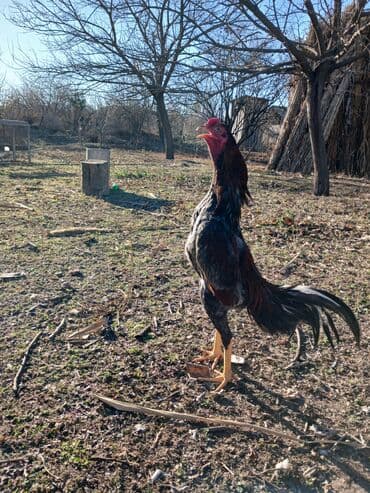 Gəmiricilər: Məhsul: Horuz (toyuq cinsindən) Xüsusiyyətlər: - Uzunboylu, atletik — 2