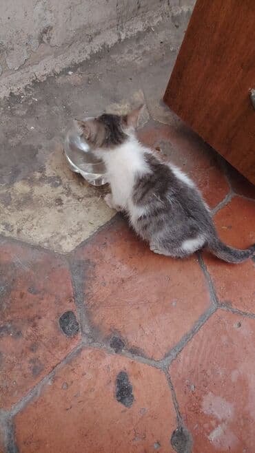 bala pişik adları: Yaxşı əllərə — 9