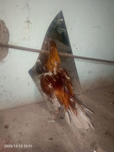 sibrayt xoruz: Xoruz, il: 1 — 2