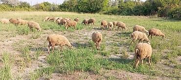 сколько стоит собака бу: 34 baş quzudu çoxsu erkəkdi kom satilir.tez satilsin deyə münasib — 7