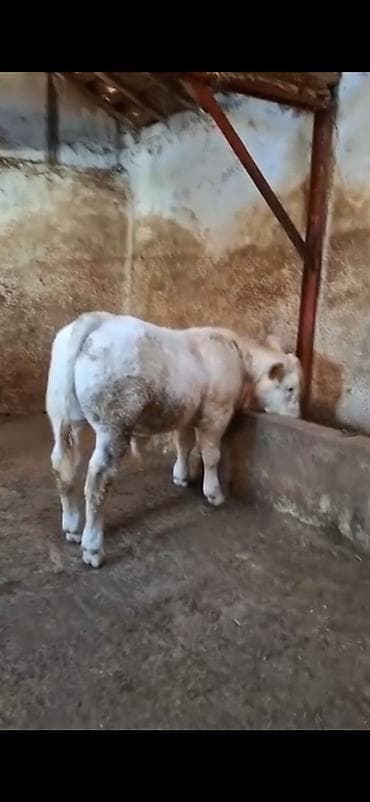 Ağ rəngdə, sağlam ətlik buzov/sigur satılır. Güclü sümük quruluşu və