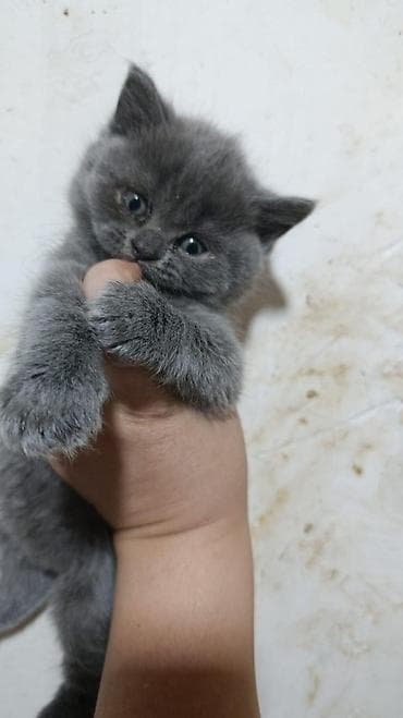 cins qazlar: Britan — 2