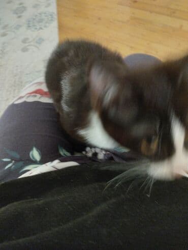 bala afçarka: Yaxşı əllərə — 4