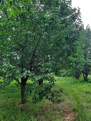 seyflərin satışı: Quba rayonu İqriq kəndində 36 sot, baxımlı və məhsuldar gilas bağı — 10
