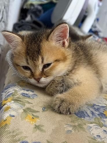 gence heyvan: Şinşilla, Erkək — 6