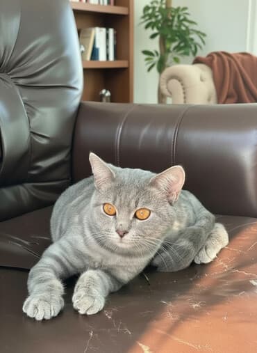 tükü olmayan pişik: Şotland, Erkək, Yaxşı əllərə, Ünvandan götürmə, Ödənişli çatdırılma, Rayonlara çatdırılma — 5