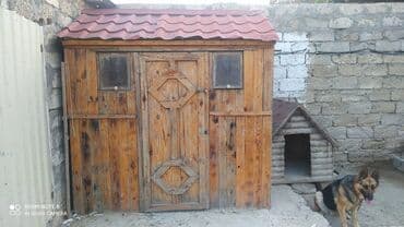 quş yuvası: Quşgana 2 min 1.60 100 yaxın quş girir — 2