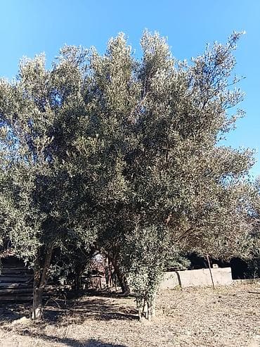 Zeytun ağacları satılir.14 ededdi.Baki sortudu.Bir ağacdan 100 kilo lalafo.az -da Zeytun ağacları satılir.14 ededdi.Baki sortudu.Bir ağacdan 100 kilo