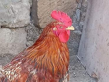 pişik satisi 2020: Salam 9 ayliq xoruzdu tam sağlamdi öz he yetimin heyvandi banliyir — 8