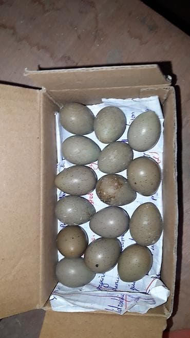 Cin bildircin mayali yumurtalari.rahatliqla inkubatorda cixilar ve — 2