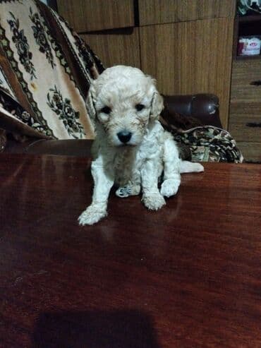 pulsuz itler verilir: Pudel — 2