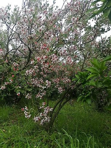 11 sot, Tikinti, Mülkiyyətçi, Kupça (Çıxarış)