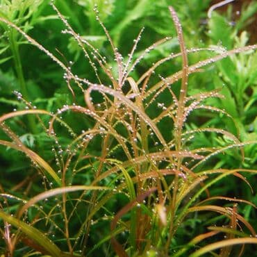 yumurta qoyan heyvanlar: Рдест гайя аквариумные растения Akvarium bitkiləri və balıqlar . @ — 2