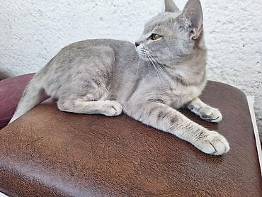 Yaxşı əllərə lalafo.az -da Yaxşı əllərə