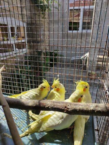 anqut quşu: Dörd ədəd 2 ayliq korella balalari bir ədədi 45 Azn Ancaq zəng — 4