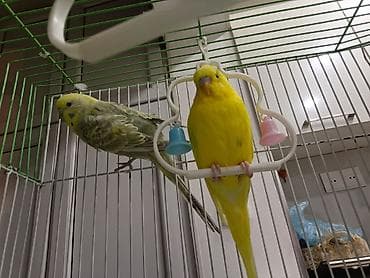 qefesder: Məhsul: Dalmatın (buldurcuq/papağan) cütü və qəfəs dəsti Təsvir: - — 3