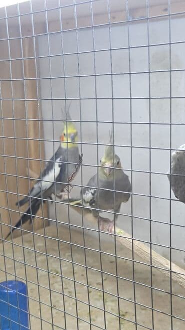Gəmiricilər: Məhsul: Nimfa papağanları (Cockatiel) Təsvir: - Şəkillərdə boz-ağ — 3