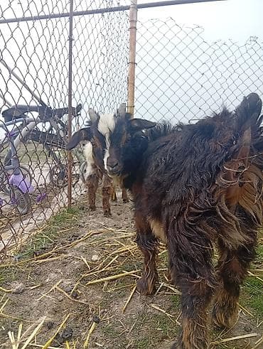 Razılaşma yolu ilə 35 baş keçi altı balalı - Növ: yerli uzun tükli lalafo.az -da Razılaşma yolu ilə 35 baş keçi altı balalı - Növ: yerli uzun tükli