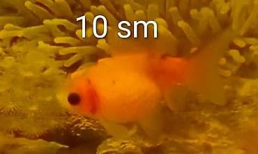 Qızıl balıq, Sülhsevər