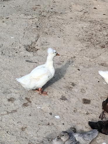 krasnadar ördeyi: Salam az sayda qalib aktiv heyvanlardir Lavanda krasnadar zumrut ve — 9