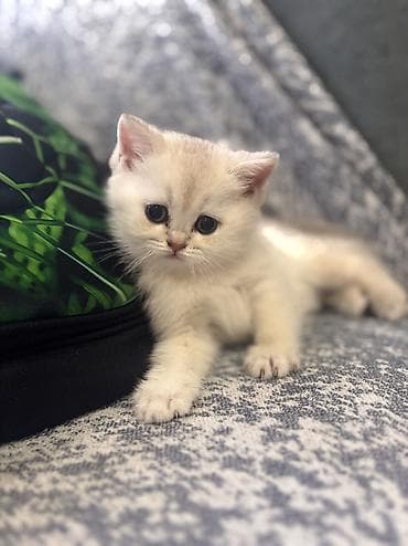 fars pişik: Şotland, Ünvandan götürmə, Pulsuz çatdırılma — 7