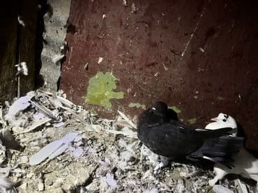 hazır yuva: Məhsul: Ev göyərçinləri – cüt Təsvir: - Şəkillərdəki quşlar evdə — 6