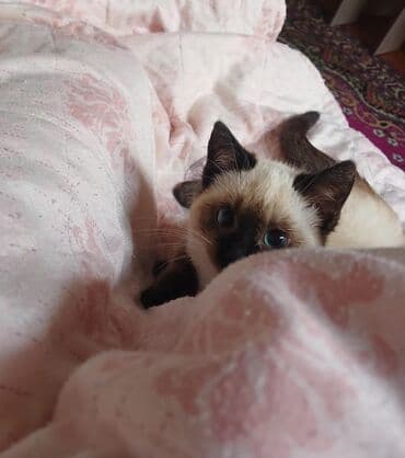 Кошки: Сиамская, Самка — 2