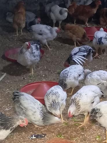 cins pişik: Toyuq, Damazlıq — 1