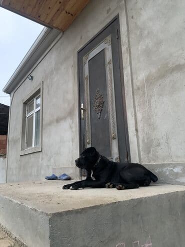 it davasi 2020: Kane-Korso, 1 il, Dişi, Sənədli, Ünvandan götürmə — 3