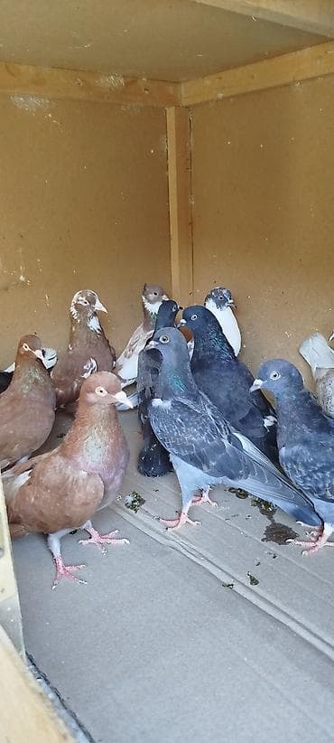 heyvanlarin satisi: Quşlar satılır 15 ədəddi biri 3 manattan ünvan Lenkaran Bakiya — 1