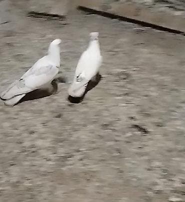 bildircin quşu: Goy quyruğ armon quyruğ mayadi ağ erkeydi hazir cutdu yumurtaya qovur — 3