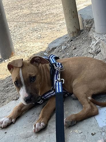 pitbull balaları: Pitbul, 2 ay, Erkek, Ödənişli çatdırılma — 4