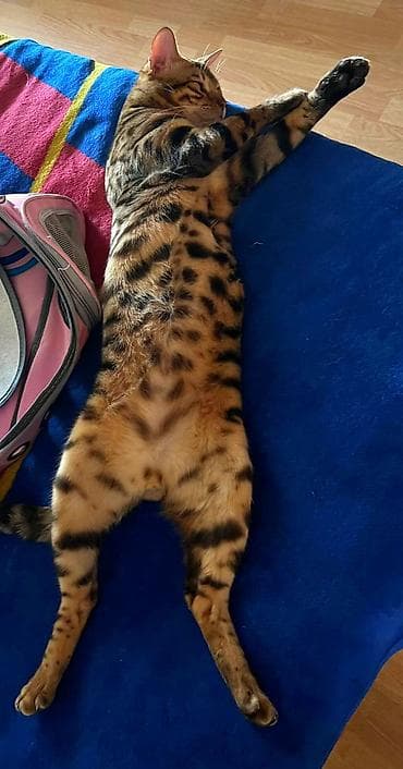 syam pişik: Benqal, Erkək — 3