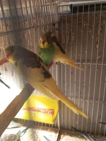 quş üçün qəfəs: Böyük qəfef tek 30 manat + iki papuqayla 50 manat Balaca qəfəs 10 — 4