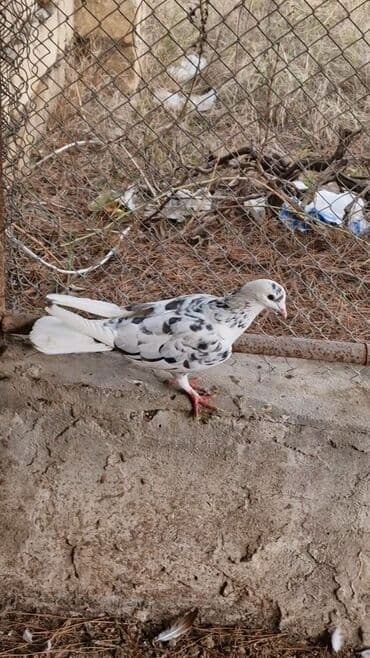 Информатика: Goyercin 25 manata — 3