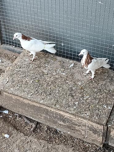 Pişiklər: Cüt balalardı. ata ana peçat orta quyruqlardı. qış balalarıdır biraz — 1