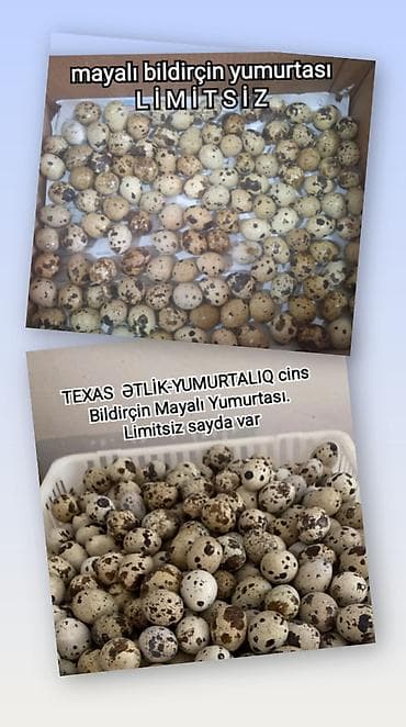 tetra quşu: Bildriçin yumurtası. Sən hələ bildirçin yumurtalarına baxıb “Bu — 3