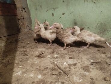 simmental inək satılır: Mallar: Misk ördəyi balaları (indo-ördəklər) Təsvir: - Şəkildə 7–8 — 2