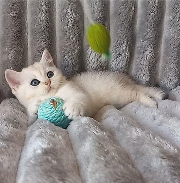 Британская, Самец, В добрые руки, Самовывоз — 4