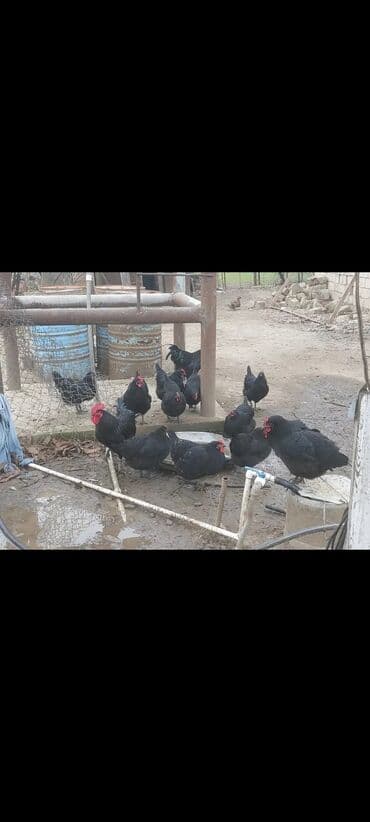 пудель карликовый цена: Курица, Australop, Для разведения, Самовывоз — 5