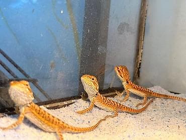 norka heyvan: Növ: Bearded Dragon (Pogona vitticeps) aqama balaları qiymetler — 5