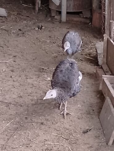 Inəklər, öküzlər: Məhsul: Hinduşka balaları (tovuzquşu deyil, ev quşu – turkey poults) — 4