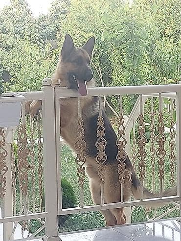 Alman çoban iti, Erkek