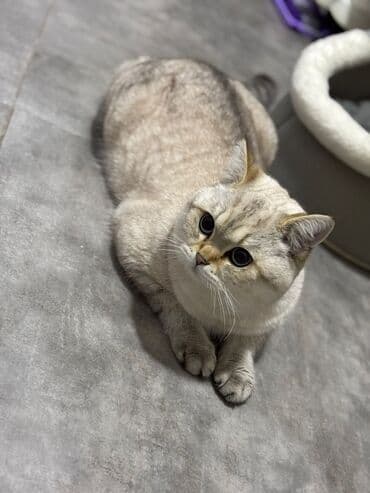 QAZ: Britan, Erkək, Ünvandan götürmə — 5