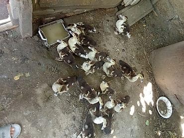 qus evi: Muscovy (indoutka) ördək balaları satılır.12 dənəsini alana biri pay — 2